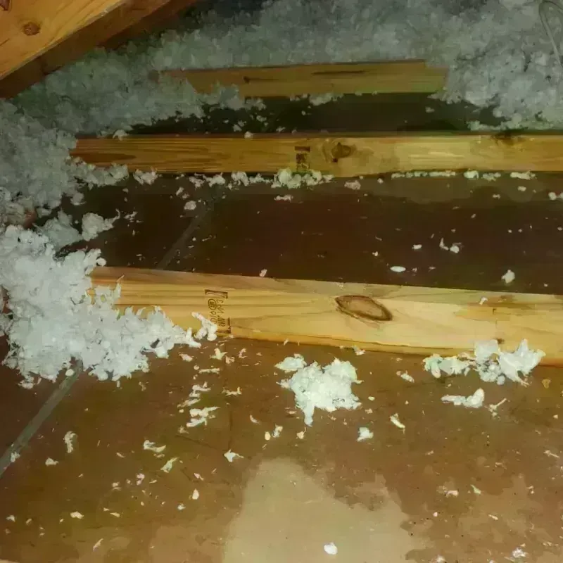 Attic Water Damage in Steinhatchee, FL