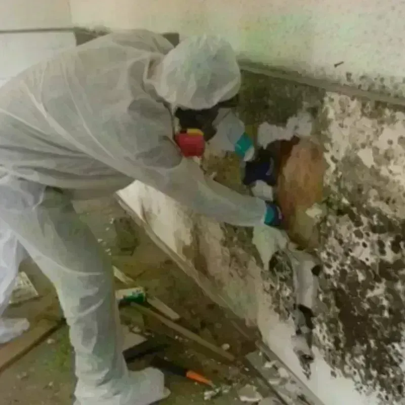 Mold Remediation and Removal in Steinhatchee, FL